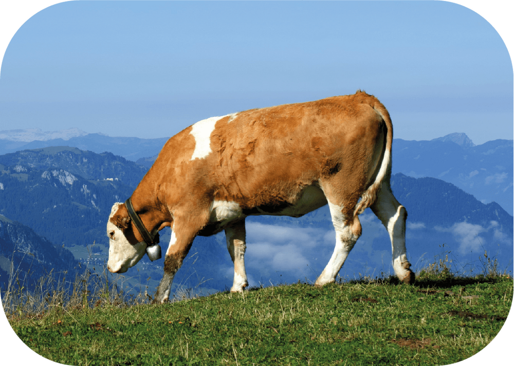 Düve